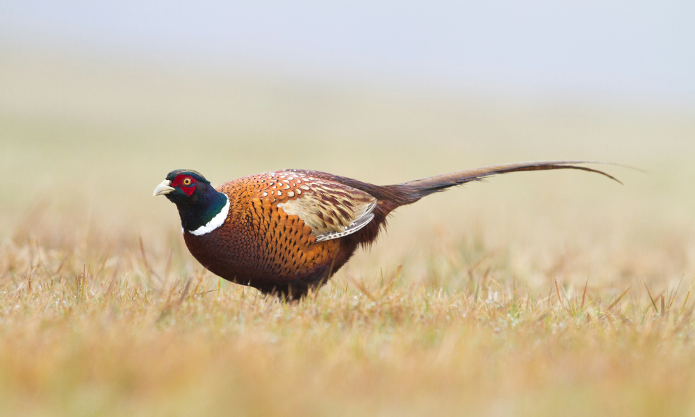 All You Need to Know About Sustainably Sourced British Game