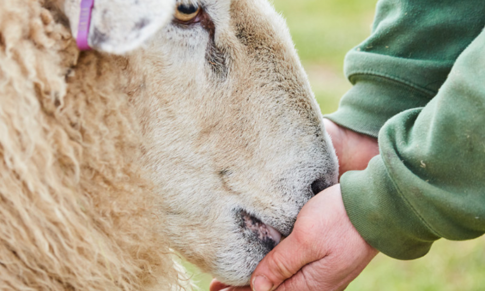 An Introduction to Hogget