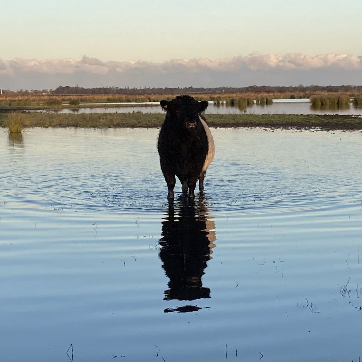 Our Farmer Ed's Working Belted Galloways