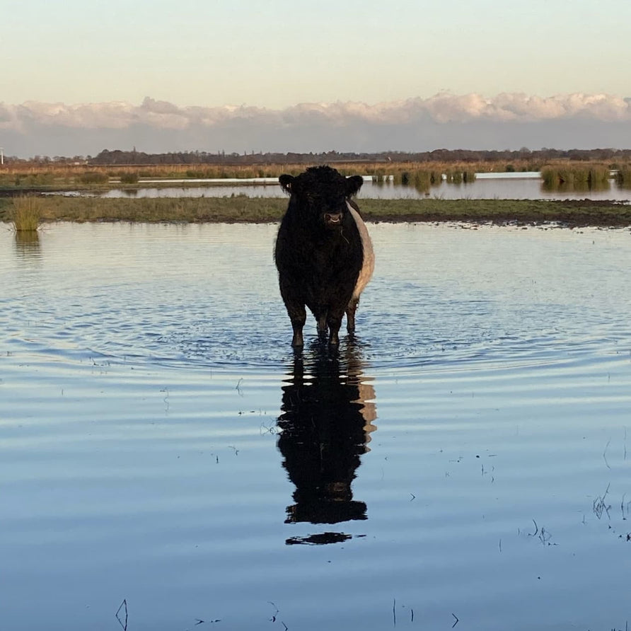 Our Farmer Ed's Working Belted Galloways