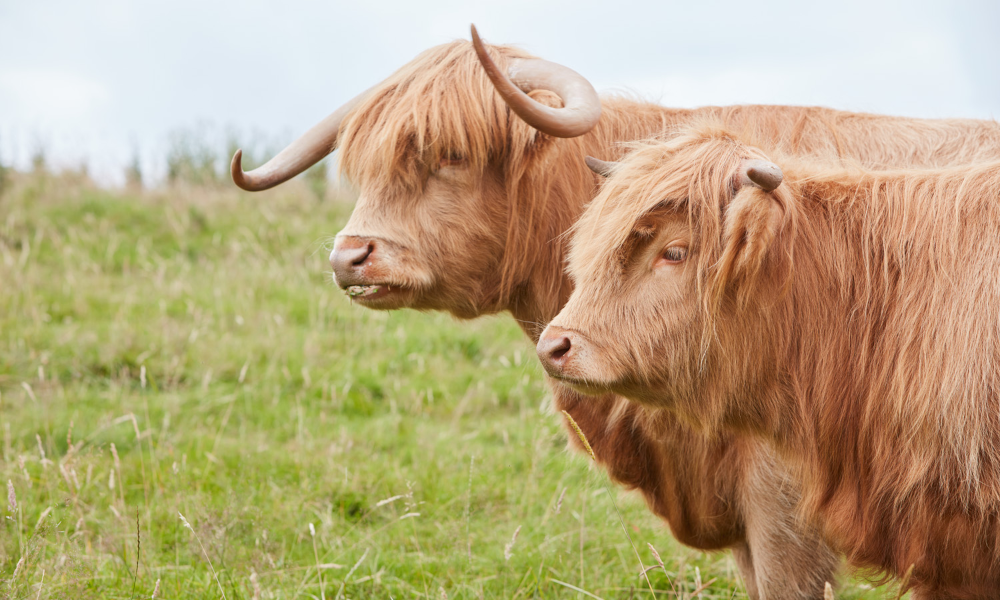 Even Better Beef: Here's Why