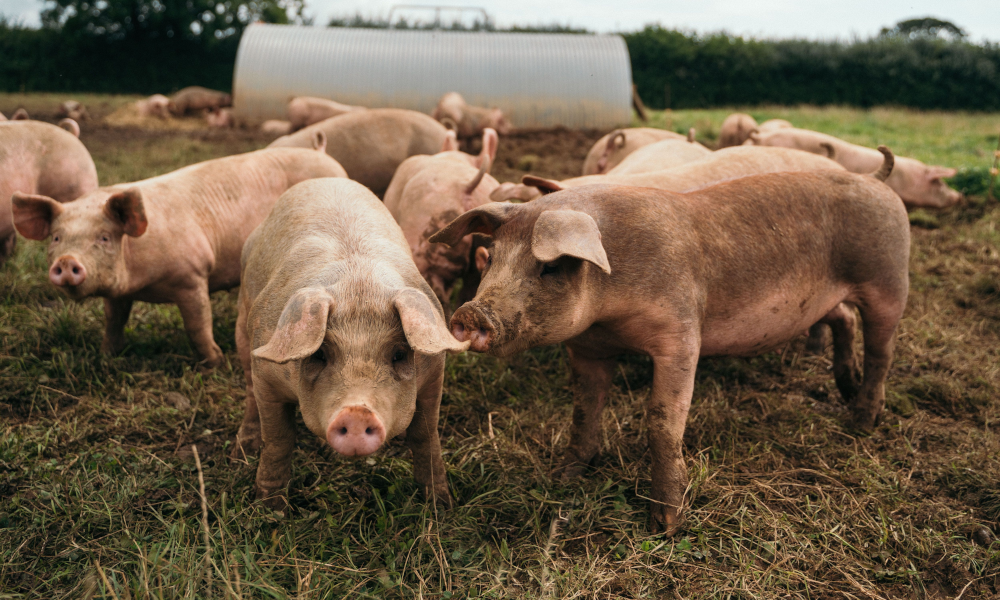 Stand by Your Ham: Supporting British Pig Farmers This Christmas