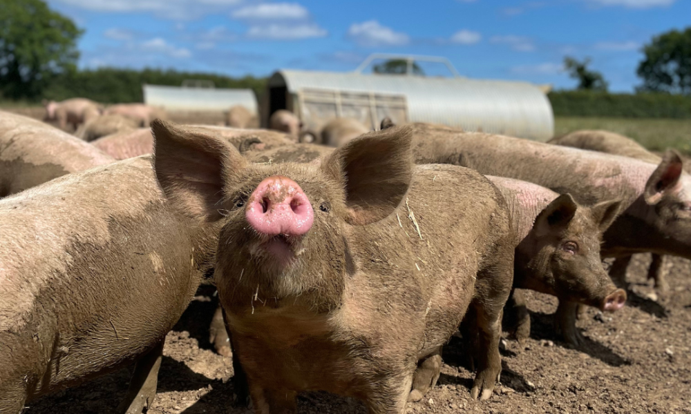 Support Free-Range Pork, or It'll Be Gone