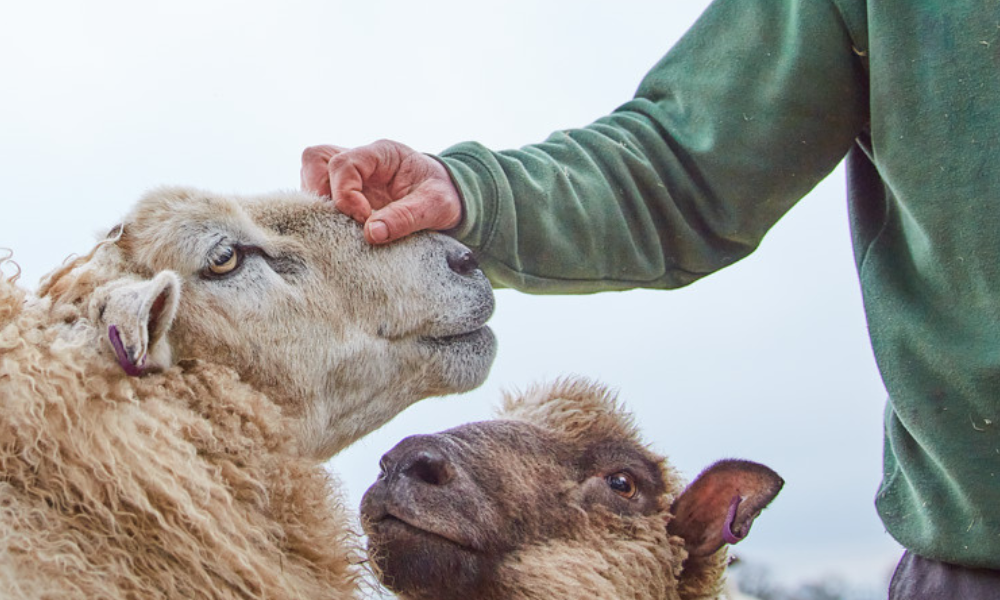 The Bleating Truth Behind Spring Lamb
