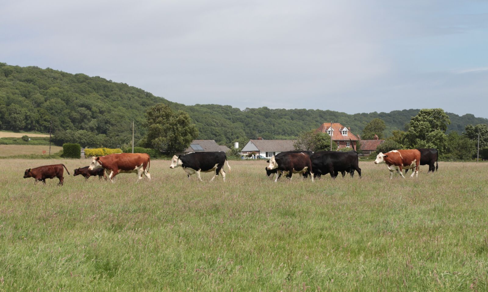 Don't All Cows Eat Grass?